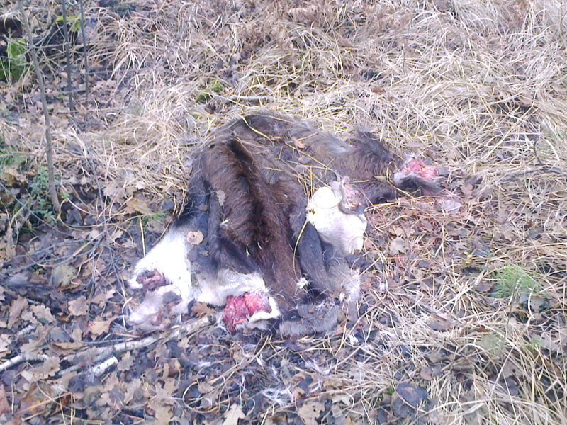 В Пензенской области обнаружены останки молодого лося