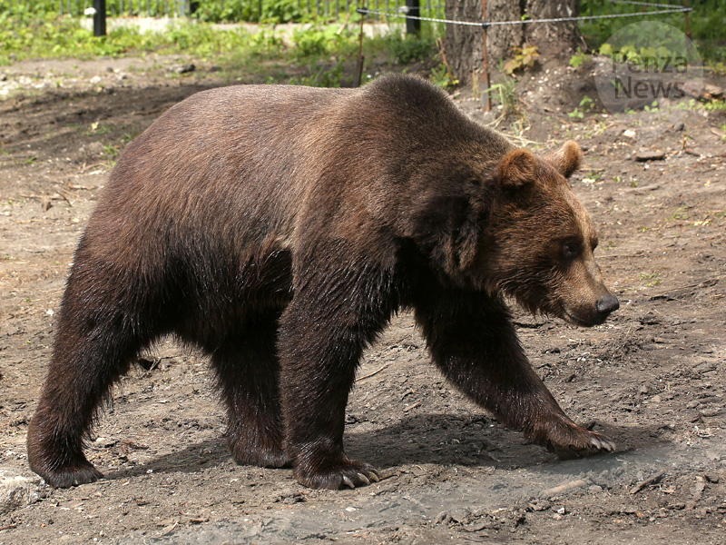 В центре Архангельска полицейский застрелил медведя, напавшего на человека