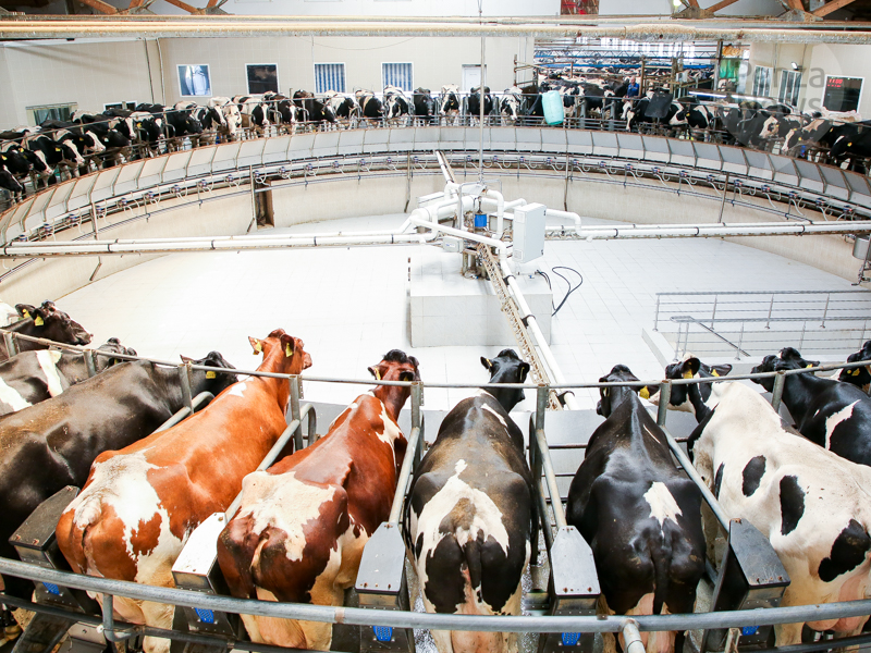 Компания «Русмолко» увеличила в 2021 году производство молока на треть. Фото из архива ИА «PenzaNews»