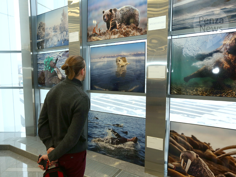 В Пензе на выставке «Первозданная Россия» покажут фотографии дикой природы