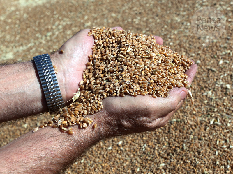 Урожай зерновых и зернобобовых в Пензенской области превысил 540 тыс. тонн