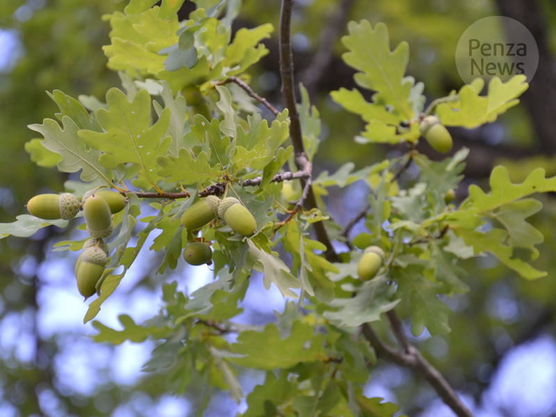 В Сердобском районе выявлен факт незаконной рубки деревьев