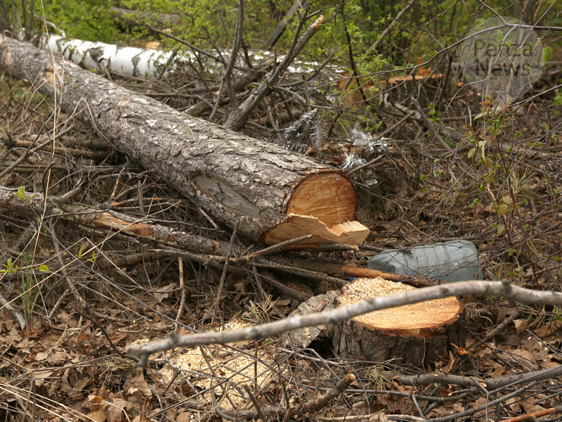 В Сосновоборском районе вырубили лес почти на 12 млн. рублей