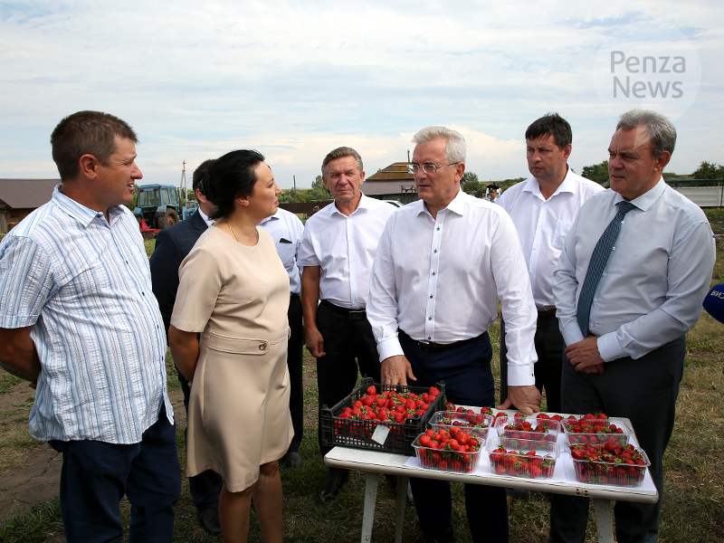 Губернатор ознакомился с работой хозяйства по выращиванию садовой земляники в Старом Славкино
