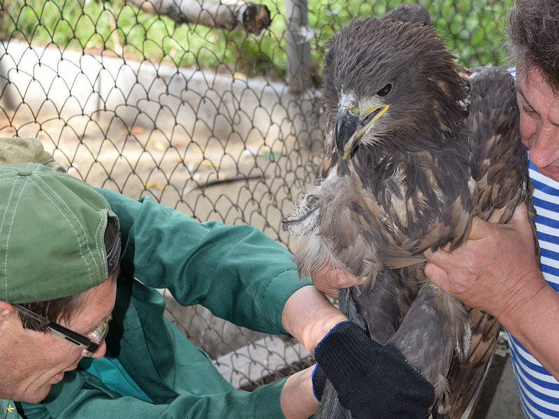 В Пензенской области выпустили на волю спасенного орлана-белохвоста