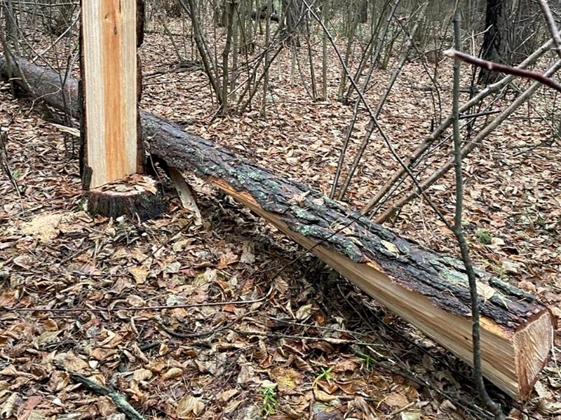 В Кузнецком районе выявлен факт незаконной рубки хвойных деревьев