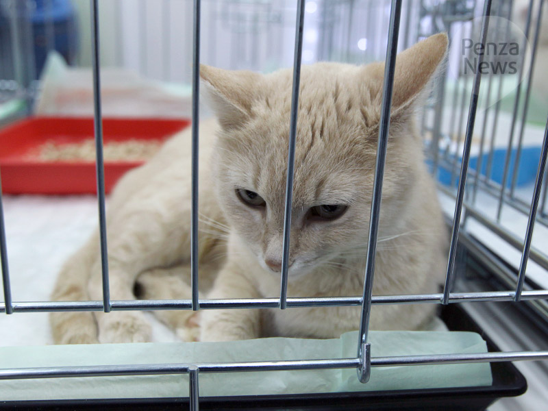 В Пензе 4 марта планируется провести выставку беспородных кошек