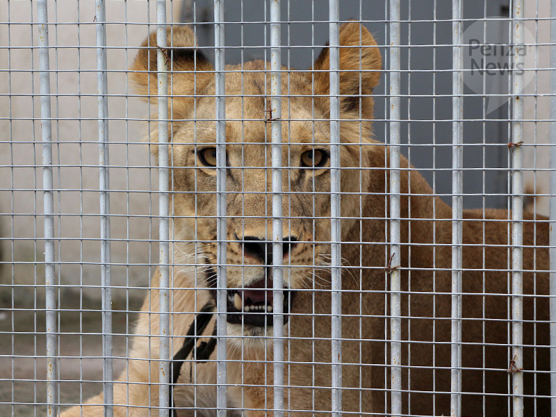 В пензенском зоопарке показали, как директор играет со львом
