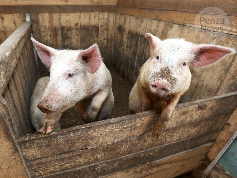 Определен размер компенсации за изъятие свиней в связи с АЧС в Пензенской области