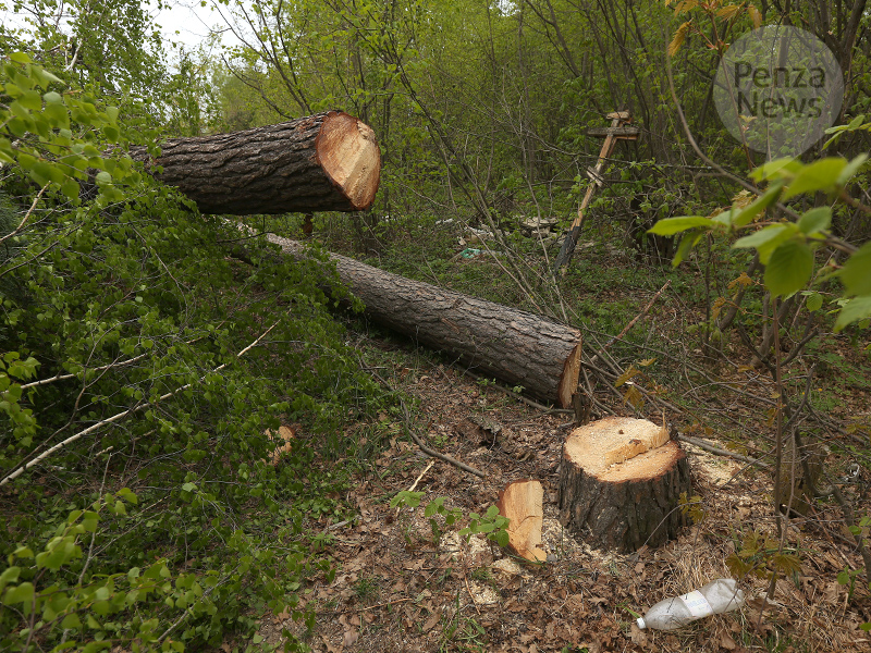 В Кузнецком районе возбуждено уголовное дело по факту незаконной рубки лесных насаждений