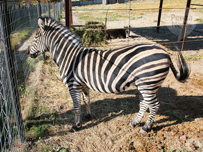 Жители перечислили около 212 тыс. рублей на покупку пары для зебры в зоопарке Пензы