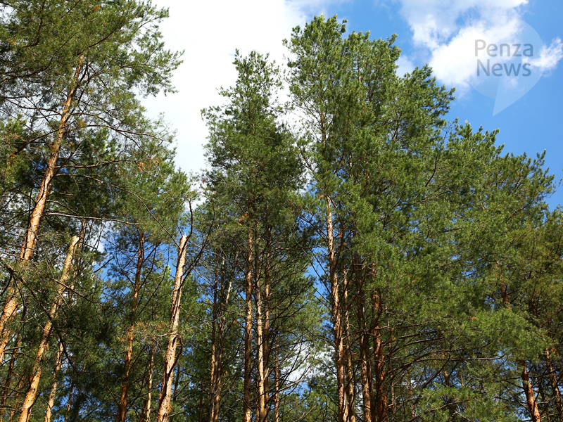 В Пензенской области за неделю выявлено восемь нарушений лесного законодательства