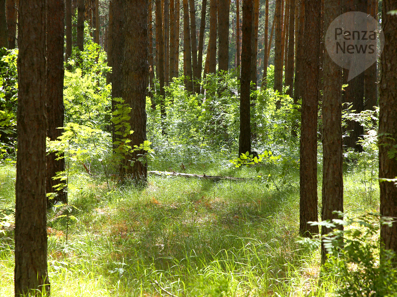 В Пензенской области с начала года выявлено 175 нарушений лесного законодательства